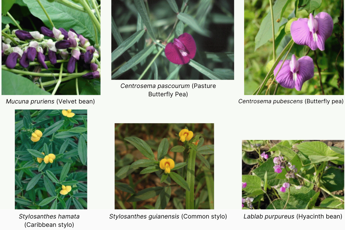 Legume species used for hydroponic fodder production  .png